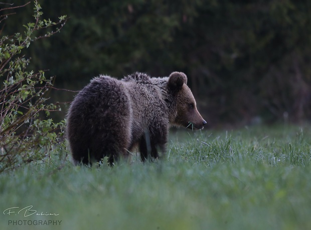 medveď hnedý  Ursus arctos