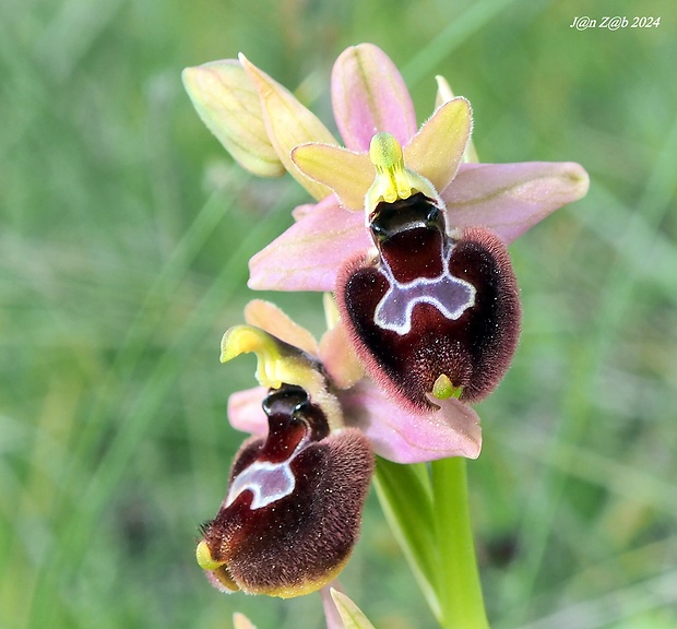 hmyzovník Ophrys bertolonii x Ophrys tenthredinifera