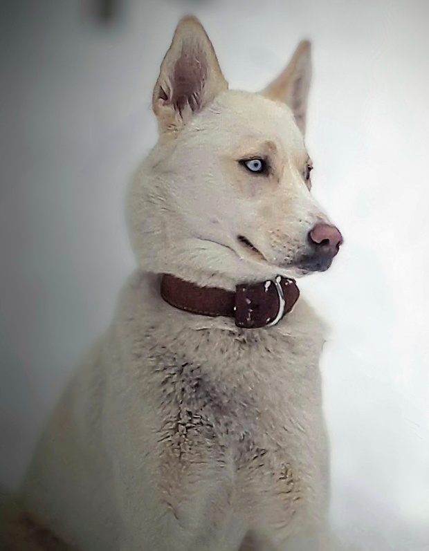 členka rodiny_LUNA Siberian Husky Blanco