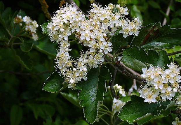 jarabina prostredná Sorbus intermedia (Ehrh.) Pers.
