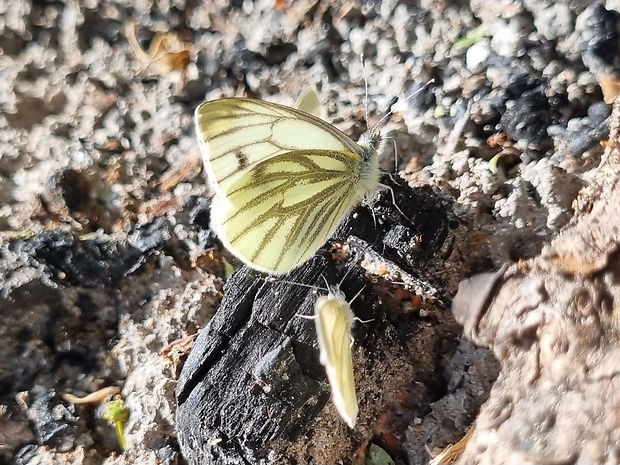 mlynárik repkový Pieris napi
