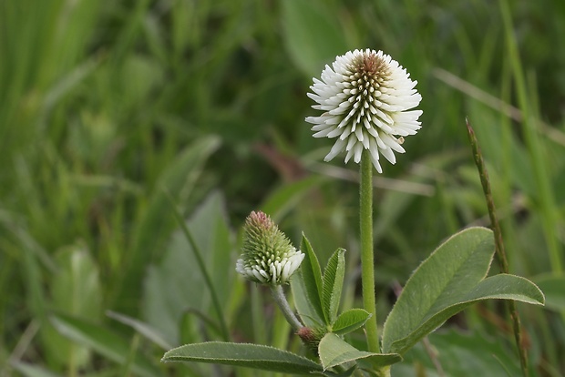 ďatelina horská Trifolium montanum L.