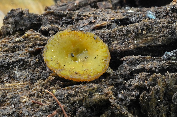 čiaška Elaiopezia obtusapiculata (J. Moravec) Van Vooren