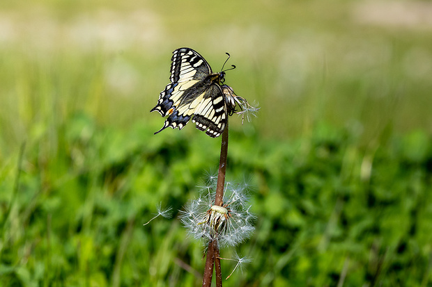 vidlochvost feniklový Papilio machaon Linnaeus 1758