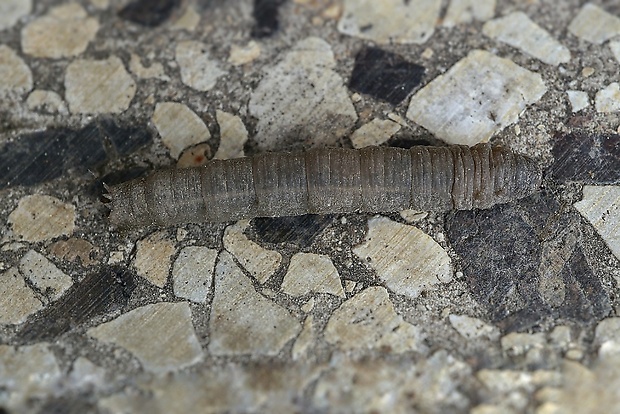 tipuľa - larva  Tipula sp., Linnaeus, 1758