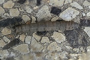 tipuľa - larva 