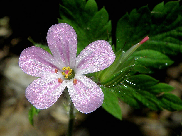 pakost smradľavý Geranium robertianum L.