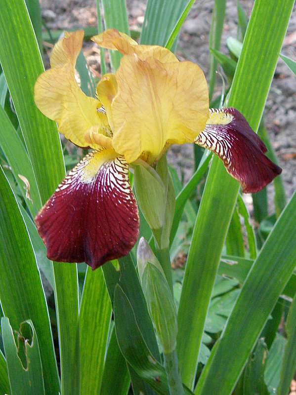 kosatec špinavý Iris x squalens (hybrid)