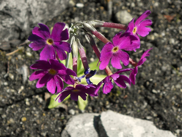 prvosienka dlhokvetá plocholistá Primula halleri subsp. platyphylla O. Schwarz