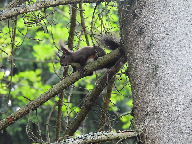 veverica obyčajná Sciurus vulgaris