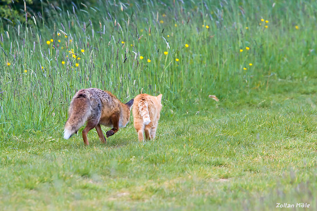 líška hrdzavá a Mačka domáca Vulpes vulpes a Felis silvestris catus