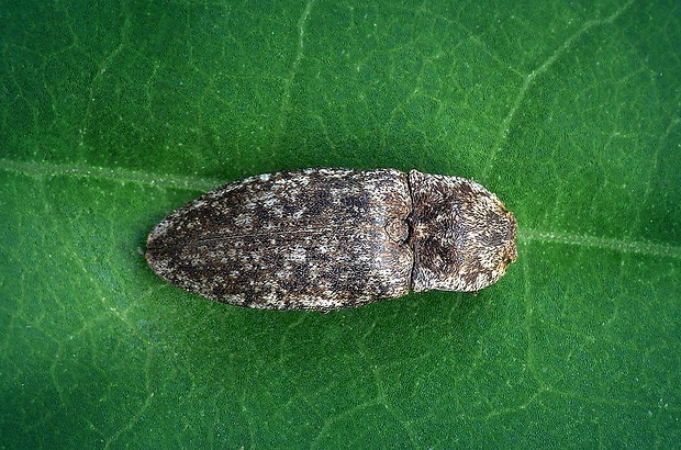 kováčik sivý (sk) / kovařík šedý (cz) Agrypnus murinus (Linnaeus, 1758)