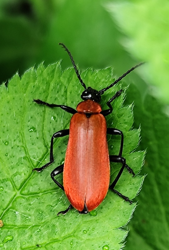 červenáčik ohnivý  Pyrochroa coccinea