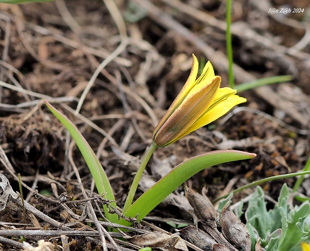 tulipánik Tulipa heterophylla (Regel) Baker