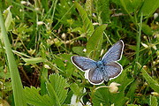 modráčik čiernoobrúbený (sk) / modrásek černolemý (cz) Plebejus argus