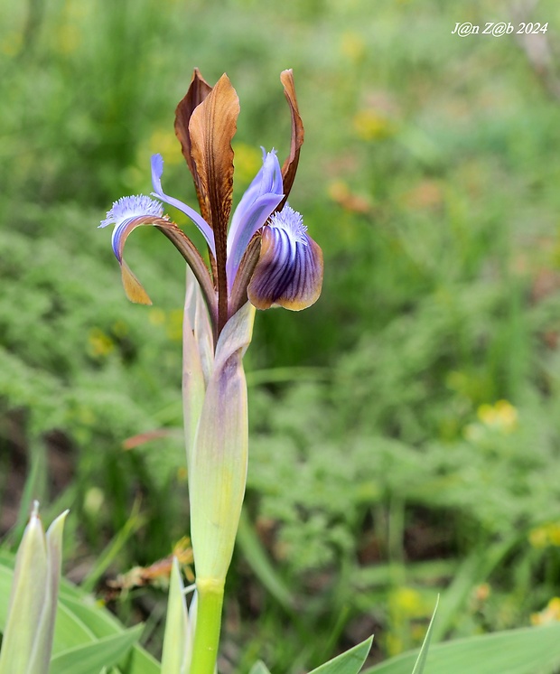 kosatec Iris glaucescens Bunge