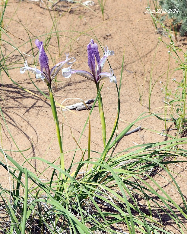 kosatec Iris songarica
