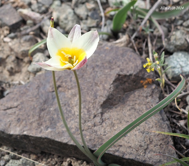 tulipan Tulipa biflora Pall.