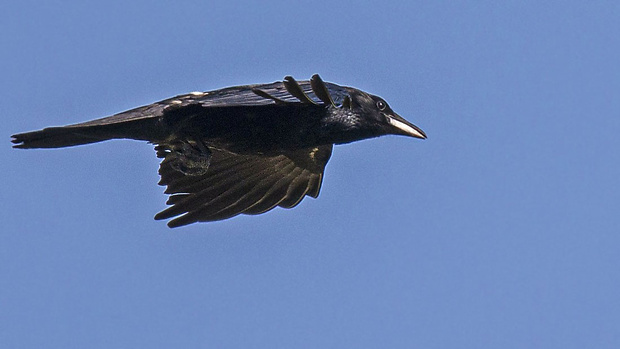 vrana túlavá západoeurópska (čierna)  Corvus corone corone