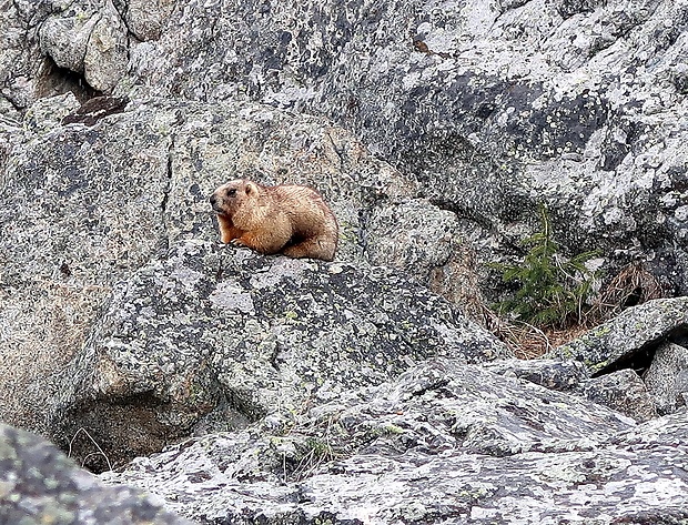 svišť Marmota baibacina  (Kastschenko, 1899)