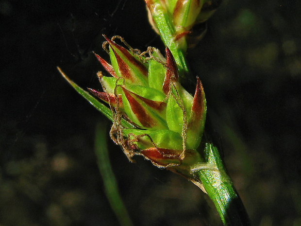 ostrica Carex × moravica Řepka & Roleček