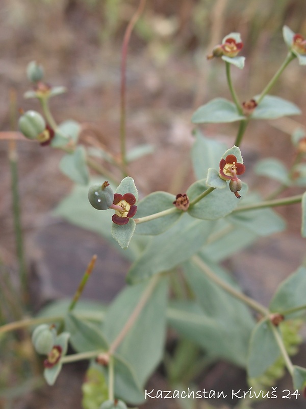 mliečnik Euphorbia blepharophylla CA Mey ex Ledeb .