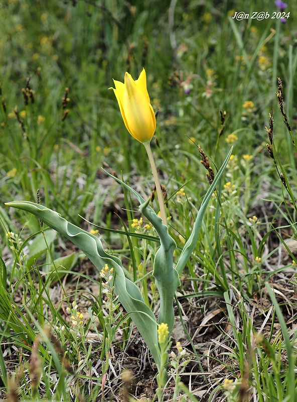 tulipán Tulipa kolpakowskiana Regel