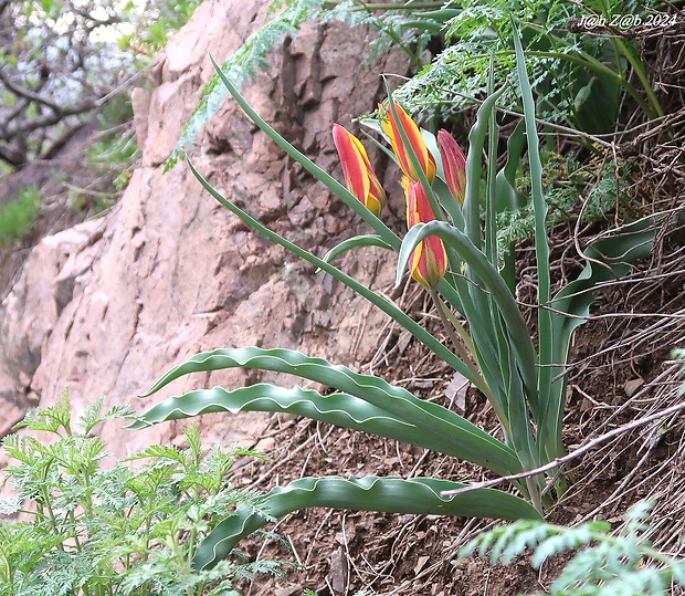 tulipán Tulipa tetraphylla Regel