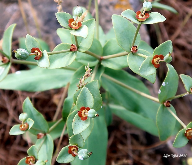 mliečnik Euphorbia blepharophylla CA Mey ex Ledeb .