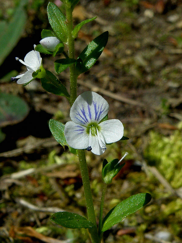 veronika dúškolistá Veronica serpyllifolia L.