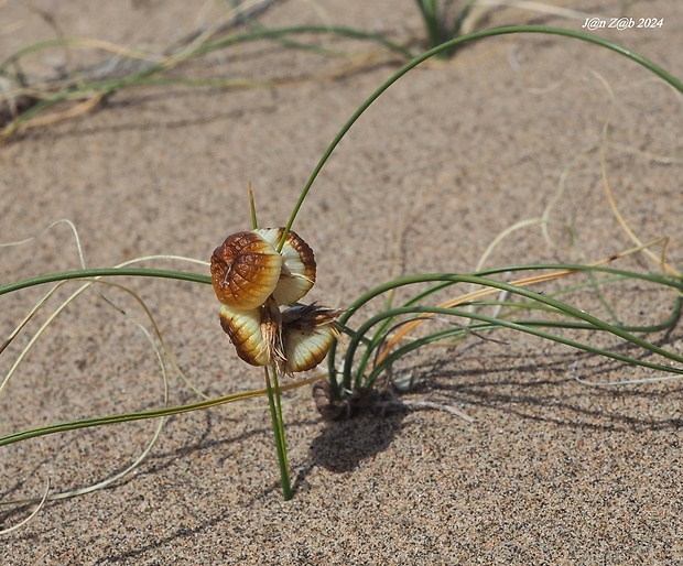 ostrica napuchnutá Carex physodes M. Bieb.