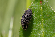 váhavec čierny - larva