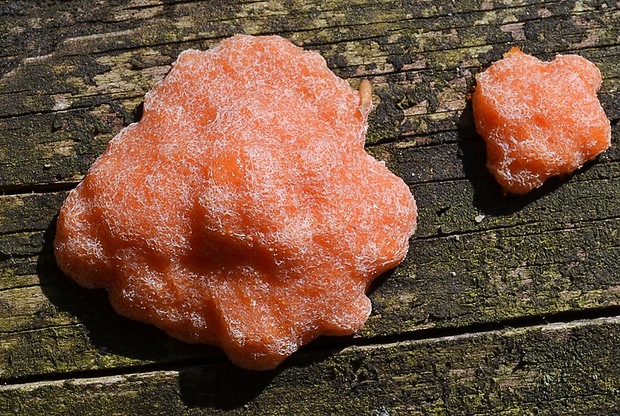 slizovka Lepidoderma sp.