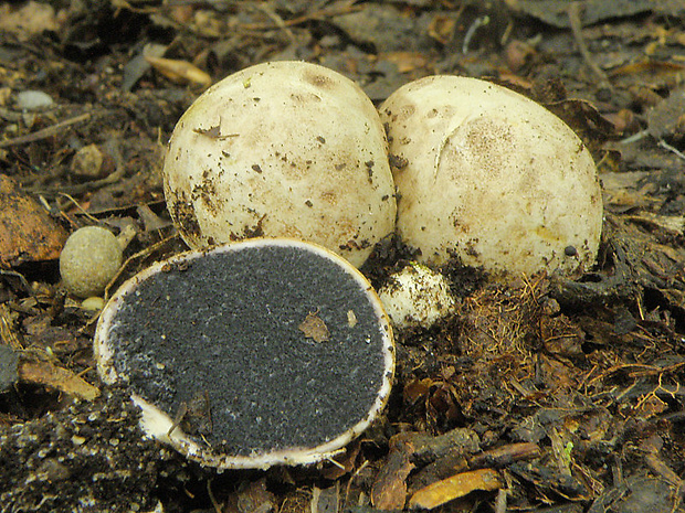 pestrec Scleroderma sp.