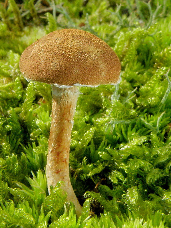 zrnivka okrová Cystoderma amianthinum (Scop.) Fayod