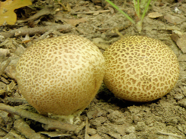 pestrec prášnicovitý Scleroderma areolatum Ehrenb.