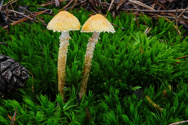 zrnivka okrová Cystoderma amianthinum (Scop.) Fayod