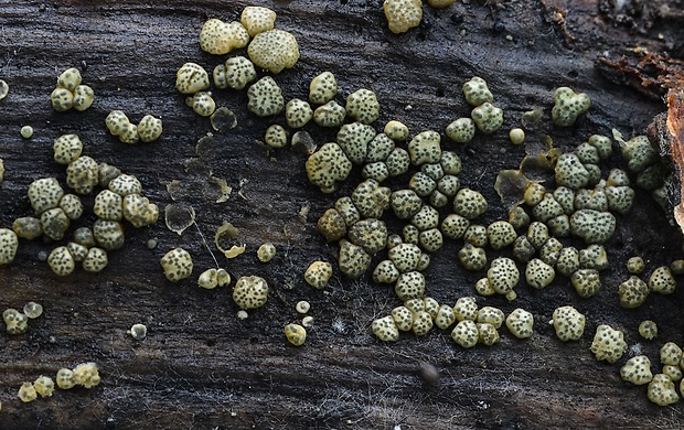 trichoderma Trichoderma strictipile Bissett