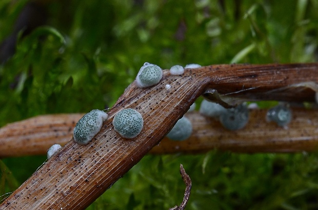 ponorenec Trichoderma spinulosum (Fuckel) Jaklitsch & Voglmayr