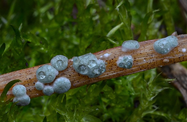 ponorenec Trichoderma spinulosum (Fuckel) Jaklitsch & Voglmayr