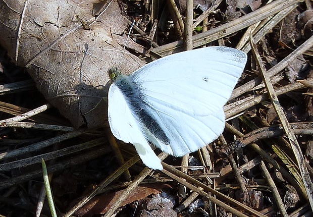 mlynárik repkový Pieris napi