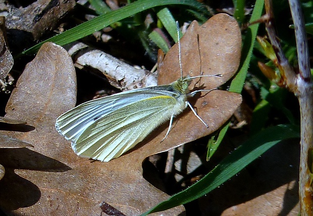 mlynárik repkový Pieris napi