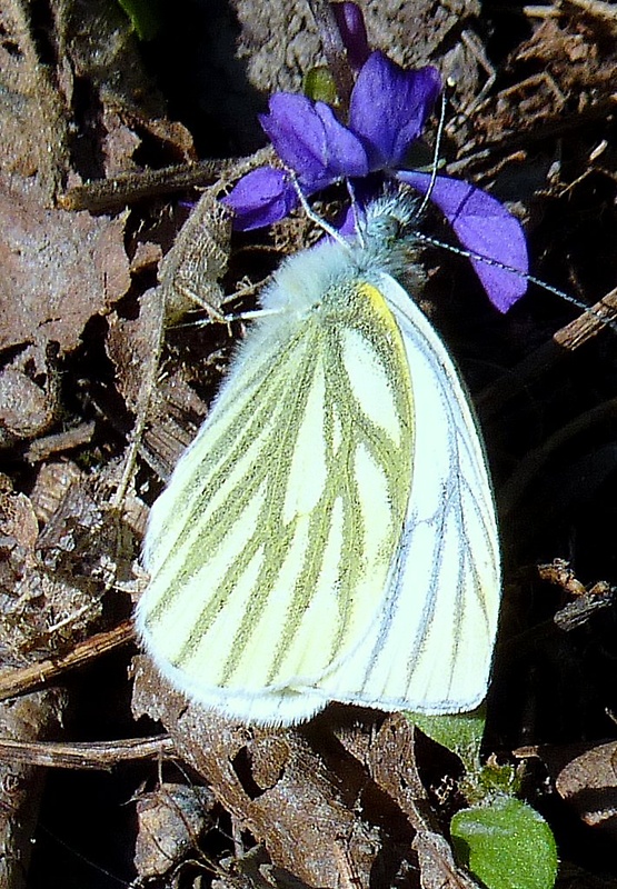 mlynárik repkový Pieris napi
