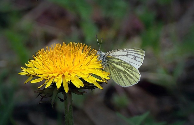 mlynárik repkový (sk) / bělásek řepkový (cz) Pieris napi (Linnaeus, 1758)