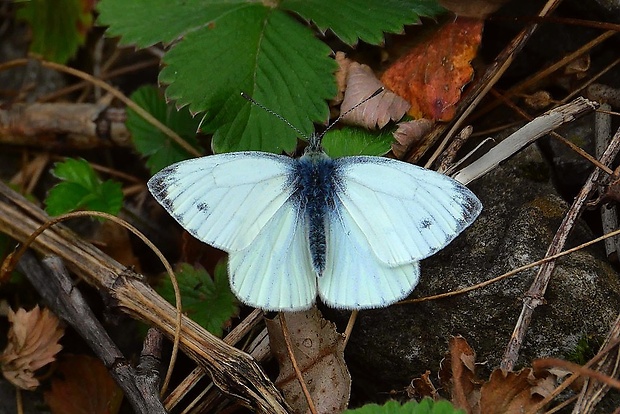 mlynárik repkový (sk) / bělásek řepkový (cz) Pieris napi (Linnaeus, 1758)