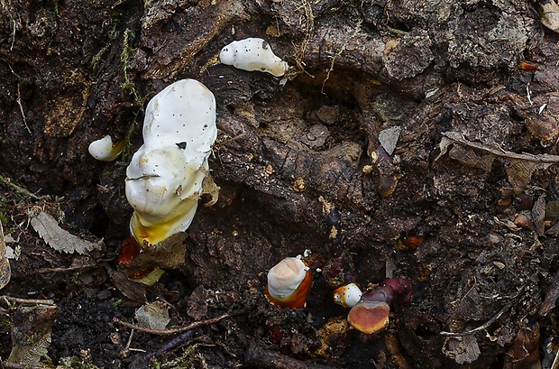 lesklokôrovka obyčajná Ganoderma lucidum (Curtis) P. Karst.
