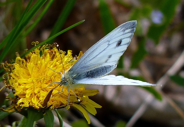 mlynárik repkový Pieris napi
