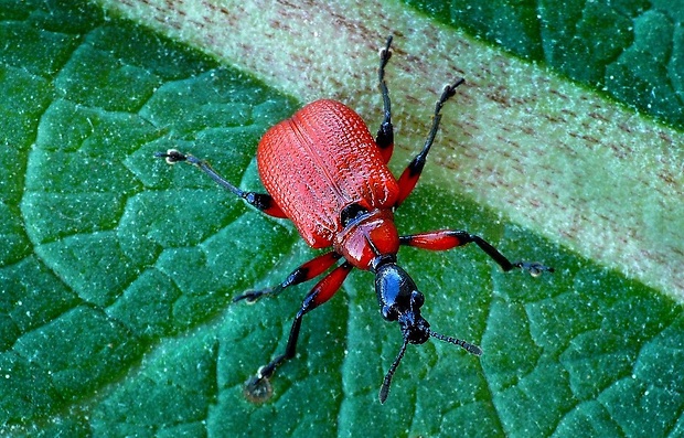 nosánik lieskový (sk) / zobonoska lísková (cz) Apoderus coryli (Linnaeus, 1758)