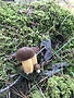 portret