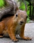 Sciurus Vulgaris portret